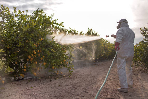 Insect Control in Breckinridge Center, KY